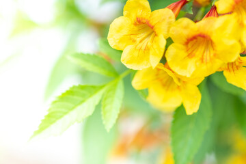 Concept nature view of yellow leaf on blurred greenery background in garden and sunlight with copy space using as background natural green plants landscape, ecology, fresh wallpaper concept.