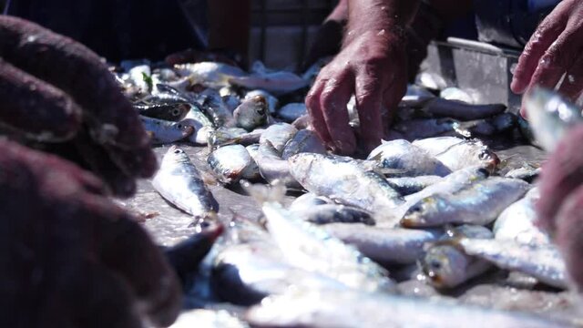 fish being loaded from boat by fishermen in harbor slow motion 4k