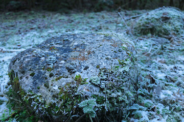 Rocce ricoperte di muschio nel bosco della valle scura sull'Altopiano di Asiago, viaggi e paesaggi in Veneto