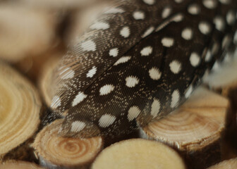 Guinea fowl feather macro shot