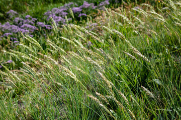 Strandflieder auf Salzwiesen Friedrichskoog-Spitze Nordsee