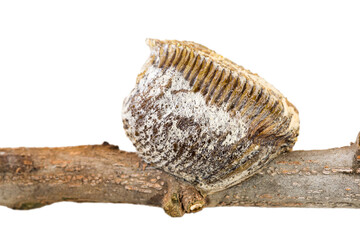 Closed-up of Mantis' dried eggs pod stuck to the saffron dry branch on white background.