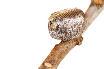 Closed-up of Mantis' dried eggs pod stuck to the saffron dry branch on white background.