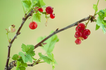 Red currant berries.
Red currant berries growing on green blurred background. 
