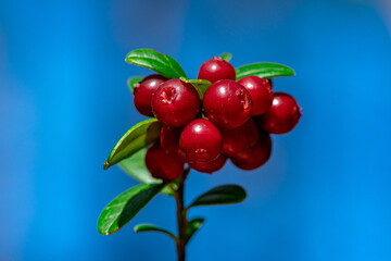 Lingon berries growing on sprig against a blue sky