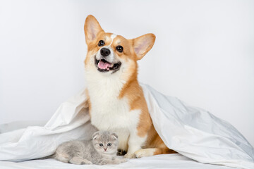 Pembroke welsh corgi dog and gray kitten sit together under warm blanket on a bed at home