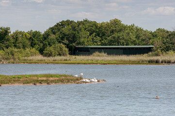 Bird observatory in the Ornithological Reserve of Teich, next to the Arcachon Bay, in the Gironde Department, France