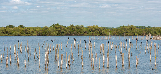 Flock of great cormorant, Phalacrocorax carbo, in the Ornithological Reserve of Teich, next to the...
