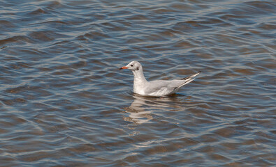 Black-headed gull, Chroicocephalus ridibundus, in the Ornithological Reserve of Teich, next to the Arcachon Bay, in the Gironde Department, France