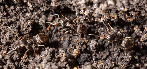 Ants crawl on the ground.