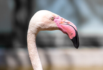 Fototapeta premium Portrait of a pink flamingo at the zoo.
