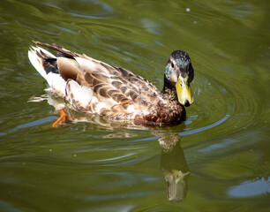 Portrait of a duck in a pond.