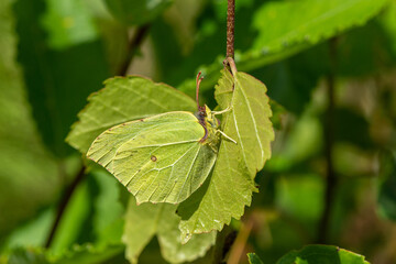 Brimstone butterfly hiding on a leaf