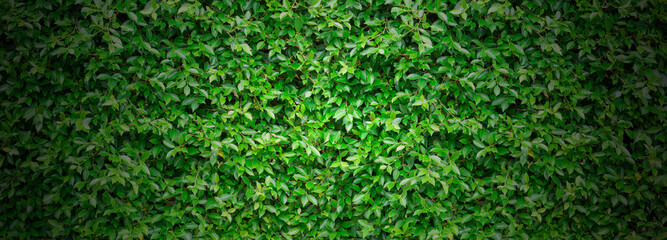 Green leaves wall texture for background and design.