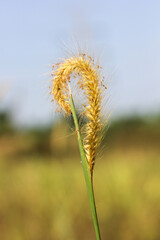 ear of wheat