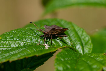 Close up of a Bronze shield bug in sunlight