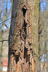 Wooden background: rough beech bark.