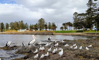 swans on the river