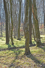 Beech forest in early spring.