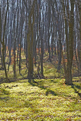 Obraz premium Beech forest in early spring.