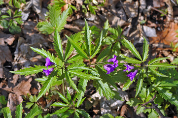 Dentaria (Cardamine glanduligera) in forest
