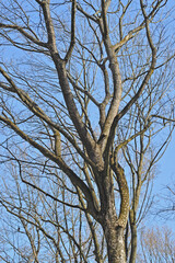 Beech tree in the forest. Blue sky