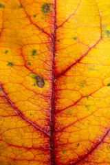 Obraz premium Autumn leaf as an abstract background