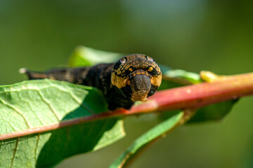Close up of a large caterpillar crawling among green leaves