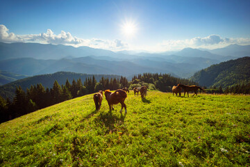 Fototapeta premium Horses in the Carpathians