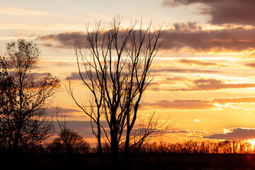 Branches of trees in a field at sunset.