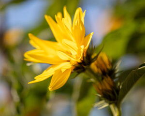 Close-up of a yellow flower in the park.