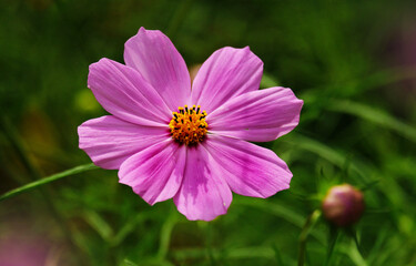 Obraz premium Cosmos flower pink