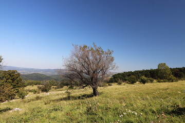 landscape with trees