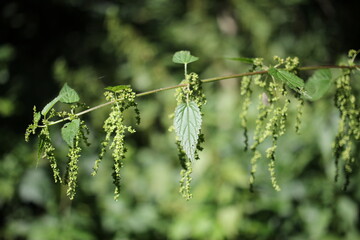 green leaves of a nettle