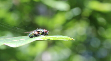 fly on leaf in green nature