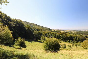 Fototapeta premium landscape with trees