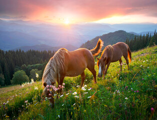 Horses in the Carpathians