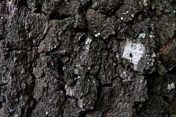 Rough bark pattern from an old big birch tree.