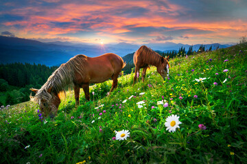 Horses in the Carpathians