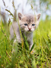 Portrait of a little kitten in green grass