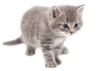 Little fluffy kitten isolated on a white