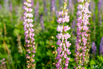 Beautiful purple flower grows in the park.
