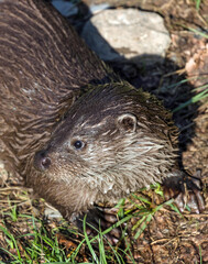 close up of otters in a game park 