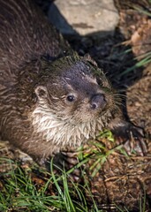 otter in the water