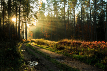 Obraz premium Light rays autumn fall forest landscape 