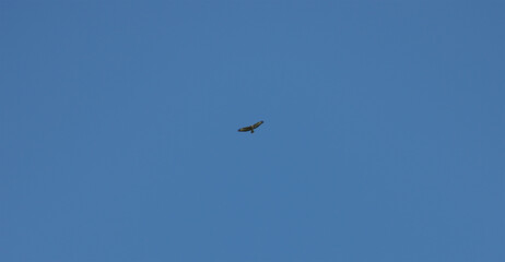 Eagle flying in the blue sky.