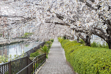 Sakura in a City in Japan