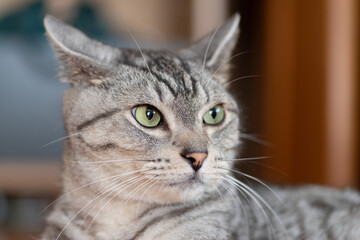 可愛い猫ちゃん　　サバトラ猫