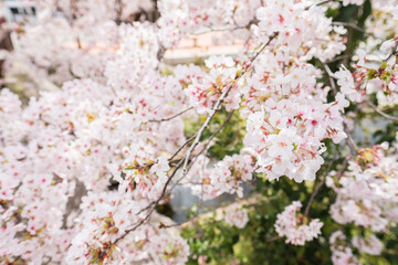 Sakura in a City in Japan