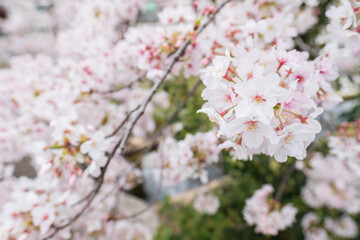 Sakura in a City in Japan
